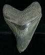 Megalodon Tooth - Serrated #6381-1